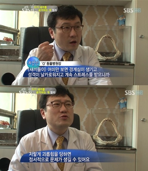 우리엄마 우리하테 왜이래오...(멍무룩) (동물농장 사모예드엄마+아가들) | 인스티즈