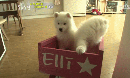 우리엄마 우리하테 왜이래오...(멍무룩) (동물농장 사모예드엄마+아가들) | 인스티즈