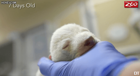 귀여운 북극곰.gif | 인스티즈