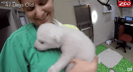 귀여운 북극곰.gif | 인스티즈