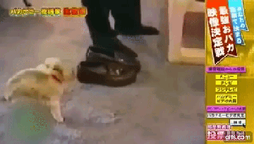 개 모음ㅋㅋㅋㅋㅋㅋㅋㅋㅋ | 인스티즈