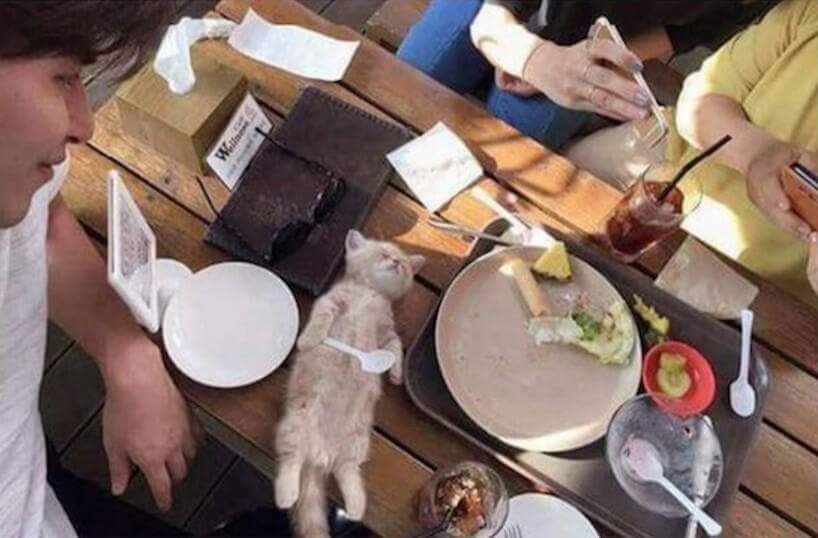 밥먹다 잠들어버린 고양이 | 인스티즈