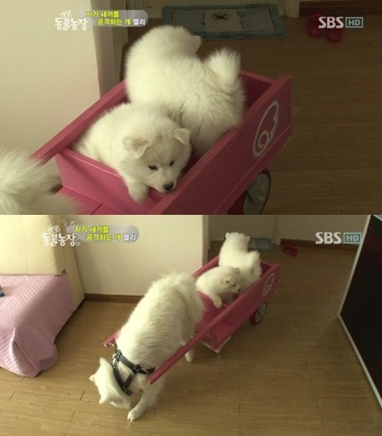 우리엄마 우리하테 왜이래오...(멍무룩) (동물농장 사모예드엄마+아가들) | 인스티즈