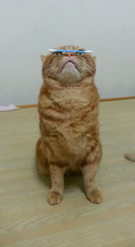 집중하는 고양이.gif | 인스티즈