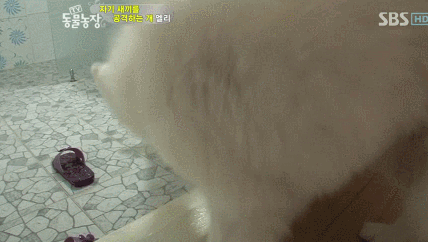 우리엄마 우리하테 왜이래오...(멍무룩) (동물농장 사모예드엄마+아가들) | 인스티즈