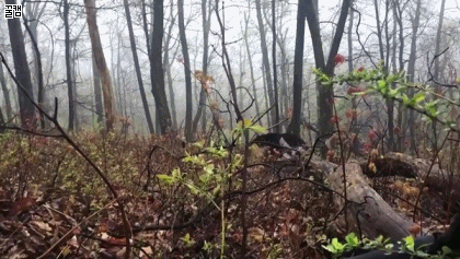 산속에서 곰을 만난다면 | 인스티즈