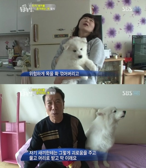 우리엄마 우리하테 왜이래오...(멍무룩) (동물농장 사모예드엄마+아가들) | 인스티즈