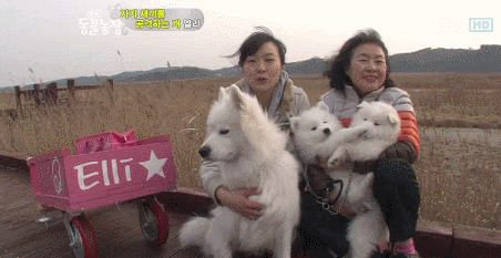 우리엄마 우리하테 왜이래오...(멍무룩) (동물농장 사모예드엄마+아가들) | 인스티즈