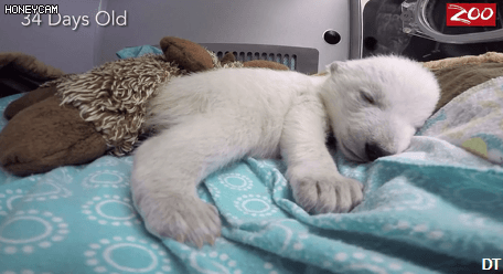 귀여운 북극곰.gif | 인스티즈