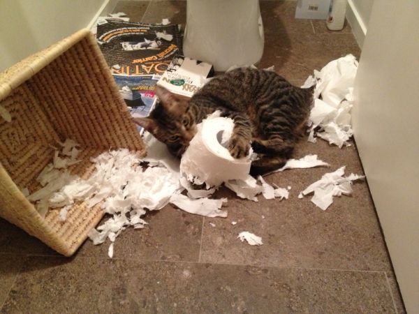 고양이들이 휴지를 뜯는 이유 | 인스티즈