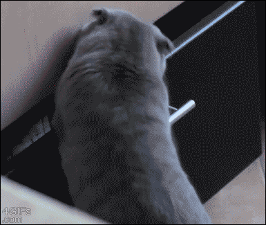 전생에 인간이었던 고양이들.gif | 인스티즈