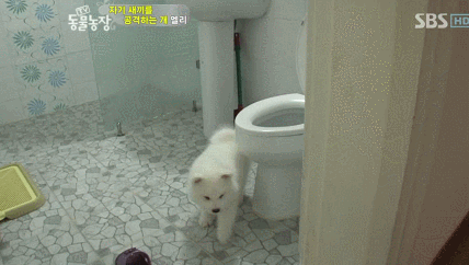 우리엄마 우리하테 왜이래오...(멍무룩) (동물농장 사모예드엄마+아가들) | 인스티즈