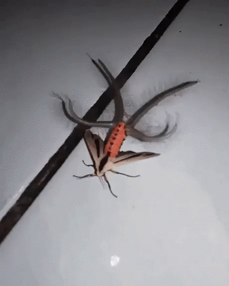 진짜 개징그러운 나방 조사해옴(ㄹㅇ개징그러움) - 인스티즈(instiz) 이슈 카테고리