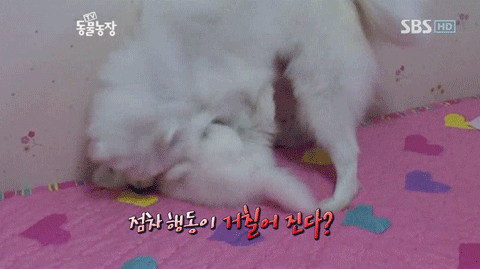 우리엄마 우리하테 왜이래오...(멍무룩) (동물농장 사모예드엄마+아가들) | 인스티즈