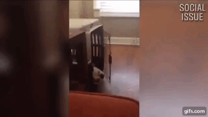 개 모음ㅋㅋㅋㅋㅋㅋㅋㅋㅋ | 인스티즈