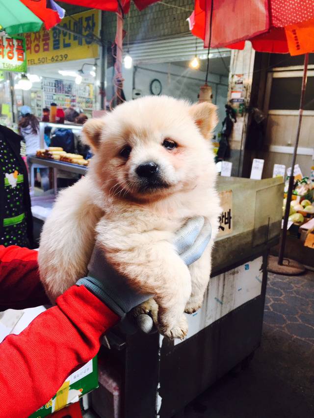 고먐미에게 맞고 우는 아기댕댕이 | 인스티즈