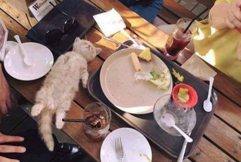 밥먹다 잠들어버린 고양이 | 인스티즈