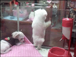 이젠 공포가 아닌 것 같아요 : 사탄의 인형 4 : 처키의 신부 마지막편 | 인스티즈