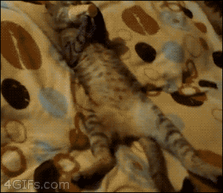 전생에 인간이었던 고양이들.gif | 인스티즈