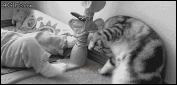 전생에 인간이었던 고양이들.gif | 인스티즈