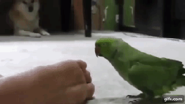 개 모음ㅋㅋㅋㅋㅋㅋㅋㅋㅋ | 인스티즈