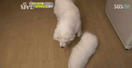 우리엄마 우리하테 왜이래오...(멍무룩) (동물농장 사모예드엄마+아가들) | 인스티즈