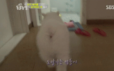 우리엄마 우리하테 왜이래오...(멍무룩) (동물농장 사모예드엄마+아가들) | 인스티즈