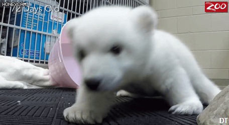 귀여운 북극곰.gif | 인스티즈