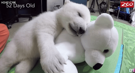 귀여운 북극곰.gif | 인스티즈