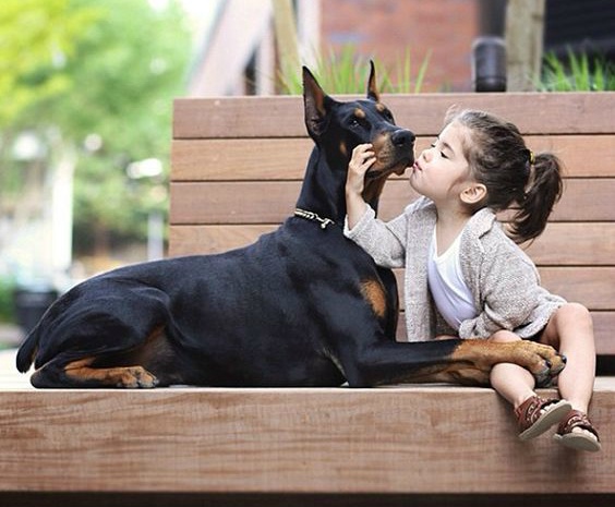 견종 이야기 - 도베르만 핀셔 | 인스티즈