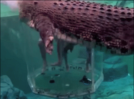 둘 중 무조건 하나는 체험해야 살 수 있다 당신의 선택은? (악어주의) | 인스티즈