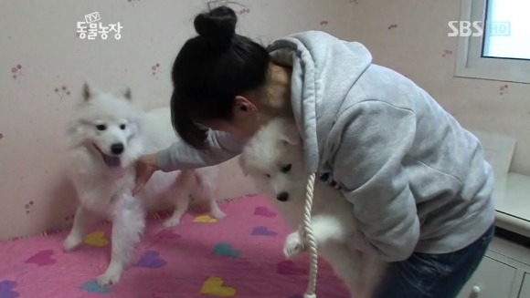 우리엄마 우리하테 왜이래오...(멍무룩) (동물농장 사모예드엄마+아가들) | 인스티즈