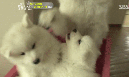 우리엄마 우리하테 왜이래오...(멍무룩) (동물농장 사모예드엄마+아가들) | 인스티즈