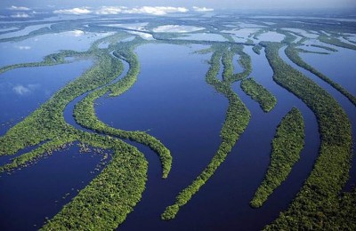 아마존강의 돌고래들 | 인스티즈