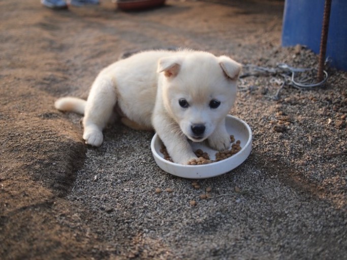 시골 강아지 특징 | 인스티즈