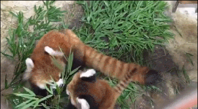 레서팬더 | 인스티즈