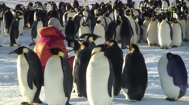 펭귄한테 역관광 당한 사람들 | 인스티즈