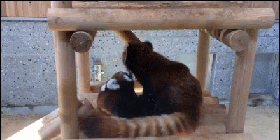 레서팬더 | 인스티즈