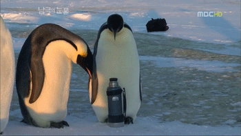 펭귄한테 역관광 당한 사람들 | 인스티즈