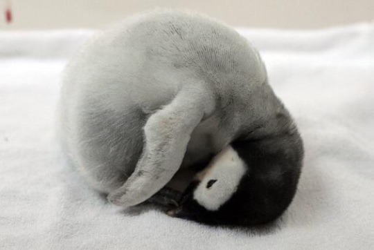 낮잠 자는 아가 펭귄.jpg | 인스티즈