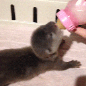 수달 마시쪙 | 인스티즈