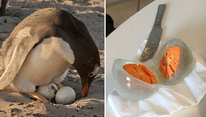 우리가 흔히 볼 수 없는 삶은 펭귄알의 모습 | 인스티즈