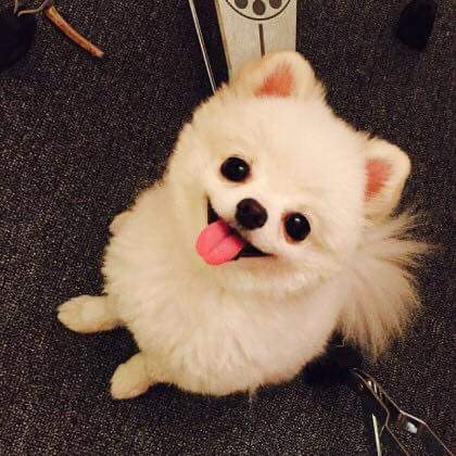 기사까지 났던 노민우네 강아지 모모.jpg | 인스티즈