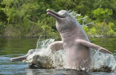 아마존강의 돌고래들 | 인스티즈