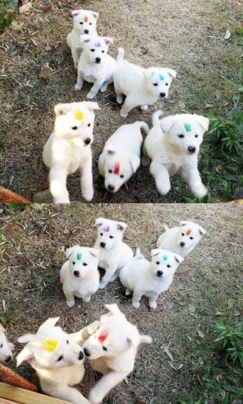 시골 강아지 특징 | 인스티즈