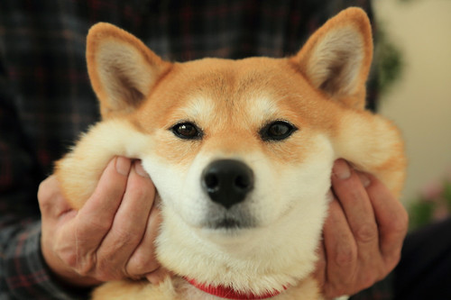 사람 좋아하는 강아지같은 여자아이돌.gif | 인스티즈