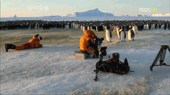 펭귄한테 역관광 당한 사람들 | 인스티즈