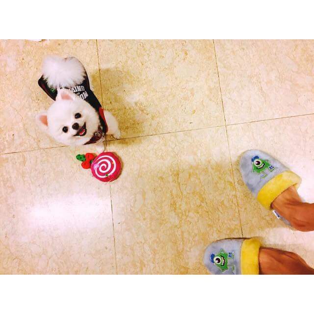 기사까지 났던 노민우네 강아지 모모.jpg | 인스티즈