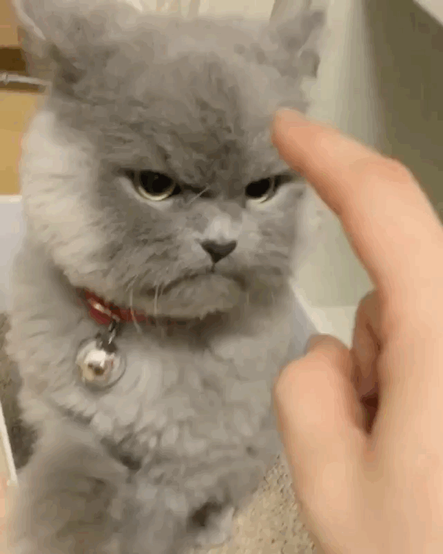 표정관리 못하는 고양이.gif | 인스티즈