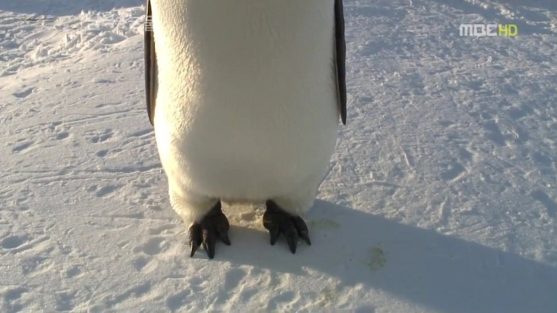펭귄한테 역관광 당한 사람들 | 인스티즈
